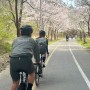 주간일기 4월의 벚꽃싸이클 (누적382.5km,이천도자예술마을,자덕커플)