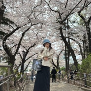 인천 자유공원 벚꽃 현황