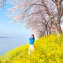 [일상] 남해 왕지마을 : 벚꽃 & 유채꽃 바다뷰, 여기서 찍으면 무조건 인생샷