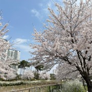 [일상] 2024년 봄, 벚꽃놀이🌸천안,아산 벚꽃명소
