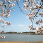 4월 나들이 강릉 벚꽃
