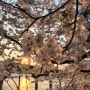 4월 벚꽃의 계절, 덕소 한강공원 벚꽃 (+두찜 불닭로제찜닭 후기)