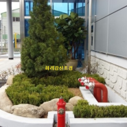 인천 청라 회사 화단 조경 기념 식수 금송 나무 식재 사례