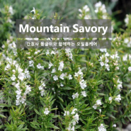영리빙 마운틴 세이보리 Mountain Savory 오일 효능 추출법, 사용법, 화학성분, 주의사항