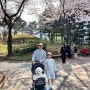 시흥 은행동 벚꽃 명소 비둘기 공원:)