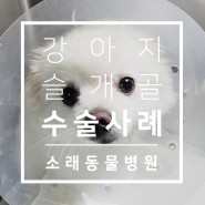인천 포메 슬개골 탈구 동물병원 : 인천 소래동물병원 포메라니안 뚜뚜의 슬개골 수술 사례 소개