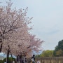 미사경정공원 벚꽃엔딩