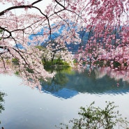 수양벚꽃이 있는 창녕 연지못으로 다녀온 벚꽃 나들이