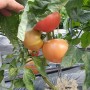 토마토 키우기 재배 – 모종 심는시기, 집에서 체리토마토 화분 씨앗 심기 기르기, 물주기, 지지대