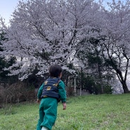 서동탄역 벚꽃 - 능리저류지 공원