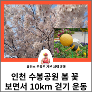 인천 수봉공원 봄꽃 보면서 10km 걷기 운동