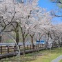 대전 금강로하스 대청공원: 대청댐 벚꽃 구경 명소 추천, 잔디밭 공원 캠핑 나들이