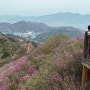 [여수] 영취산 진달래 등산코스 벚꽃 산행 갈만한곳