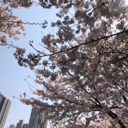 인천 벚꽃 개화시기 타이밍은 언제 벚꽃구경가야지