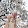 육아일기 D+86~92 벚꽃놀이, 산책, 낮잠 재우기 성공? 귀여운 토끼 백일반지