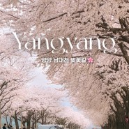 양양 남대천 벚꽃길 실시간, 봄향기 예술마당 벚꽃축제 소식 ♥