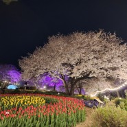 서대문 봄빛축제 안산 벚꽃 홍제폭포 야경
