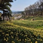 봄꽃 수선화 명소 서산 유기방가옥
