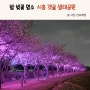 밤 벚꽃명소 시흥 갯골생태공원 벚꽃터널