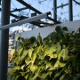 [세로정원] 스킨답서스보다 100배 키우기 쉬운 식물 추천 (Feat.그린월 식물인테리어 플랜테리어)