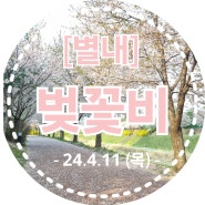 [2024년 벚꽃 나들이] 별내 벚꽃비 실시간 후기 : 24.4.11