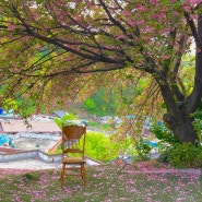 완산칠봉꽃동산 개화시기 완산공원 철쭉 겹벚꽃 명소 전주 여행