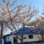 신안 벚꽃명소 - 암태중학교 벚꽃 봄꽃