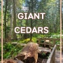 [캐나다 가볼만 한 곳] Giant Cedars Boardwalk Trail