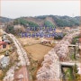4월 경기도 벚꽃 명소 가평 에덴 벚꽃길 벚꽃축제 구경