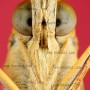ExtremeMacro Argynnis niobe 은점표범나비 ♂