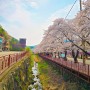 [경기/가평] 에덴벚꽃길 벚꽃축제 - 에덴벚꽃길 실시간 개화 현황 및 주차방법