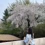 [수원] 최최종 벚꽃 나들이