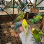 강원 원주[원주 자연생태원]다양한 동물들과 먹이체험 가능한 생태원 추천