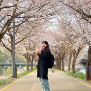 서울 근교 벚꽃 늦게 피는 양주 매내미벚꽃길