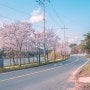 경주 숨은 벚꽃 명소 영지 설화공원 주차정보