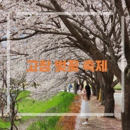 고창 벚꽃 축제 가볼만한곳 전북 봄꽃 여행 봄 데이트 나들이