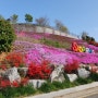 통영 가볼만한곳 4월 여행지 추천 서피랑 마을 주차장 꽃잔디