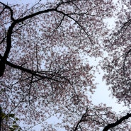 의정부 홍복산 벚꽃놀이