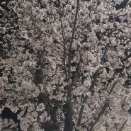 MARCH | 벚꽃과 목련 | 마산 3.15마라톤 🏃♀️ | 창원 전통순대촌 (feat. 피식대학) | 짧은 대전여행
