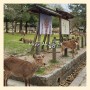 일본 나라공원 오사카 근교 여행 사슴공원 먹이주기 동대사 입장료