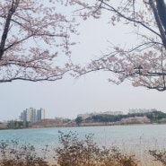 속초의 봄 영랑호수공원 벚꽃 나들이