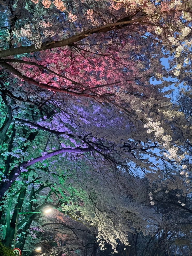 인천 자유공원 벚꽃 현황(24.04.11 기준)