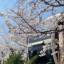 뚜벅이도 갈 만한 경기도 봄 명소 화담숲 벚꽃 예쁜 모노레일 꿀팁