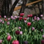 인천대공원의 봄날풍경