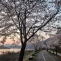 예쁜 벚나무 길 양평 남한강 자전거길입니다