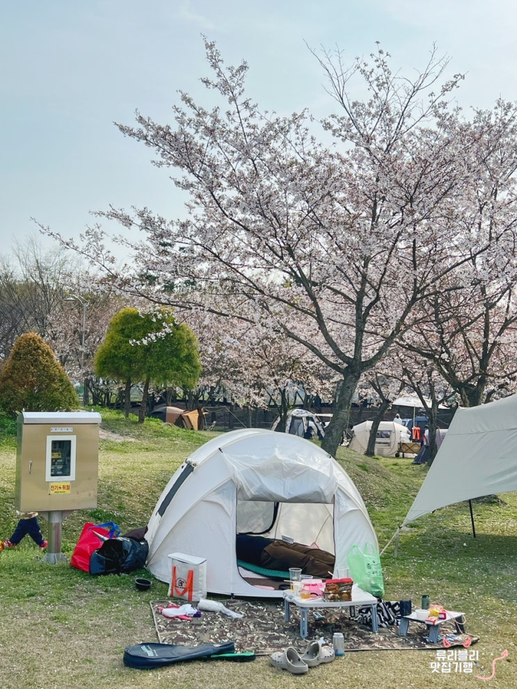 봄 나들이 벚꽃 피크닉 / 금강로하스 대청공원 / 대전 가볼만한 곳