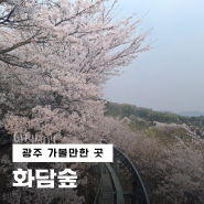[광주 가볼만한 곳] 모노레일 예약 벚꽃 만개 수선화 포토스팟, 화담숲