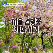 서울 겹벚꽃 개화시기 작년 사진 보며 맞춰보기