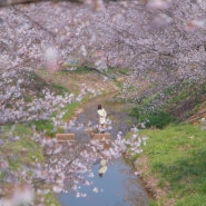 당진천으로 벚꽃구경