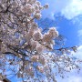 [공주/가볼 만한 곳]2024 계룡산 동학사 벚꽃 축제 후기(24.04.05 방문)